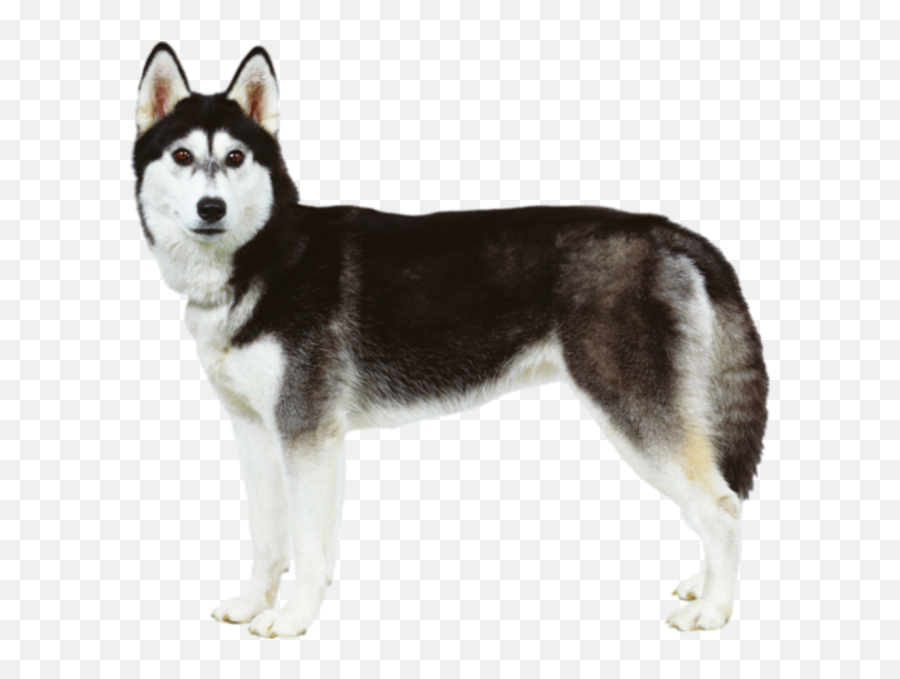 Husky Png Sitting 10 - Photo 6212 Transparent Image For Husky,Husky Png