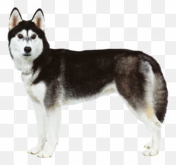 Husky Png Sitting 10 - Photo 6212 Transparent Image For Husky,Husky Png