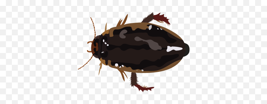 201412 Diving Beetle - Beetle Png,Beetle Png