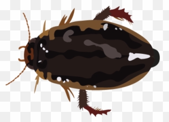 201412 Diving Beetle - Beetle Png,Beetle Png