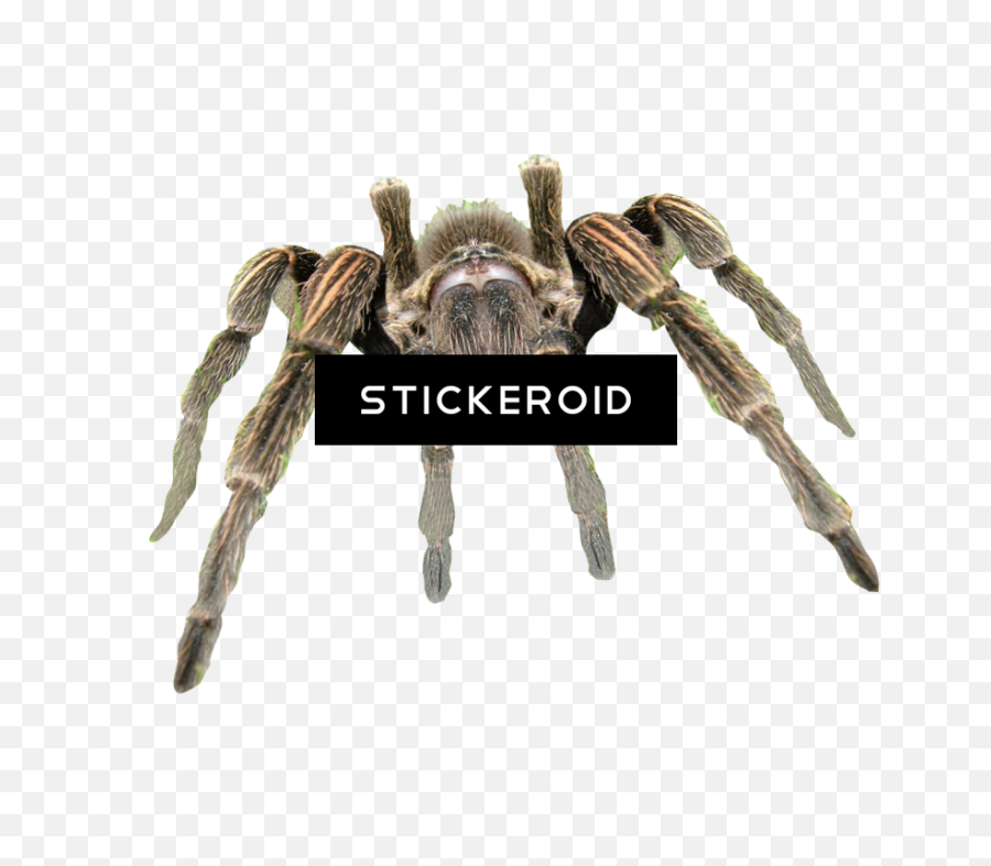 Download Cute Spider Pic - Insect Png Image With No Tarántula Png,Cute Spider Png