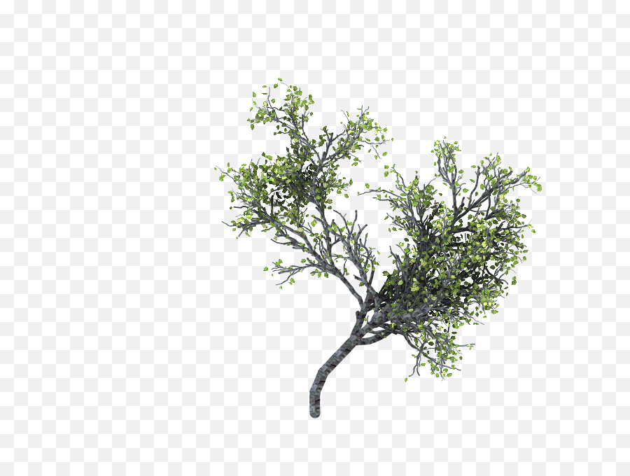 Download Ramas Arbol Png - Ramas Png,Arbol Png