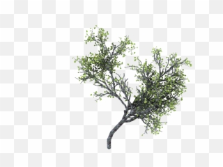 Download Ramas Arbol Png - Ramas Png,Arbol Png