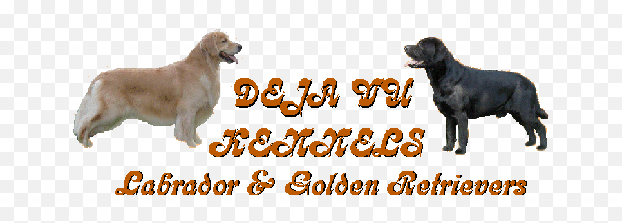 Deja Vu Kennels Home Page - Labrador Retriever Png,Golden Retriever Transparent