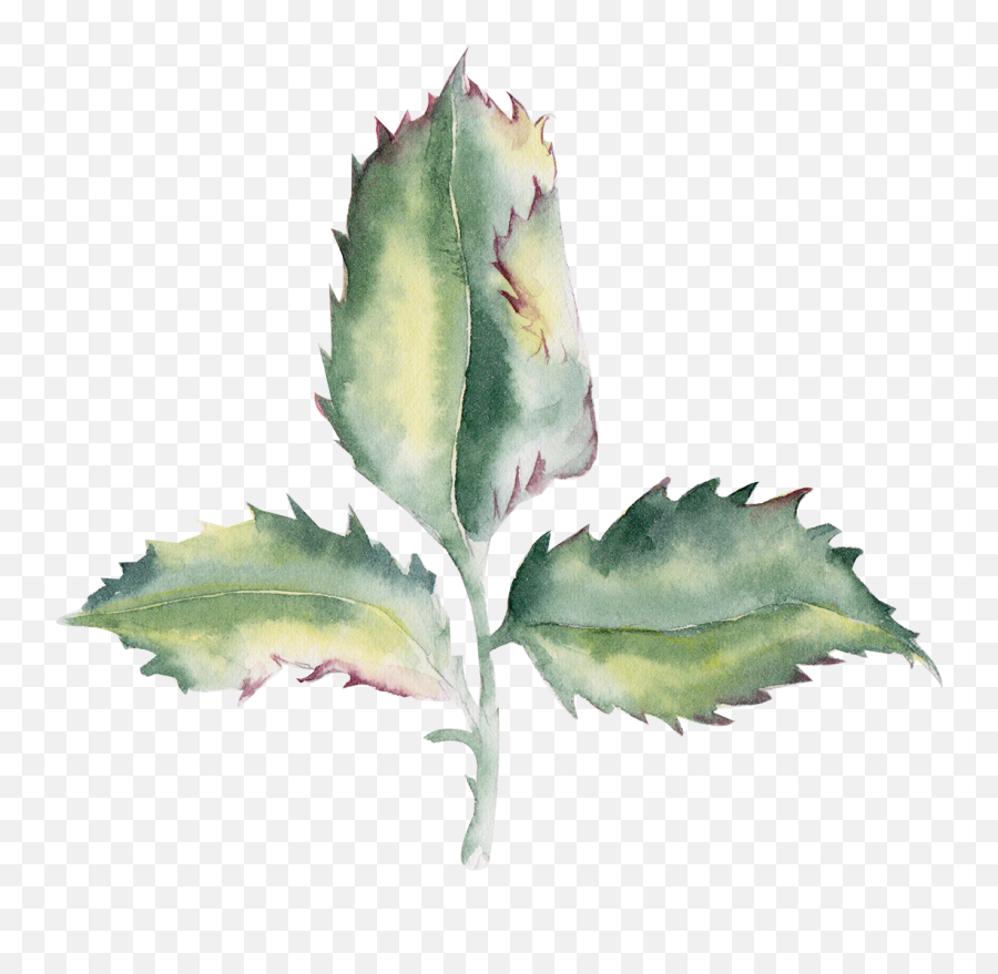 Download Div - Agave Png,Agave Png