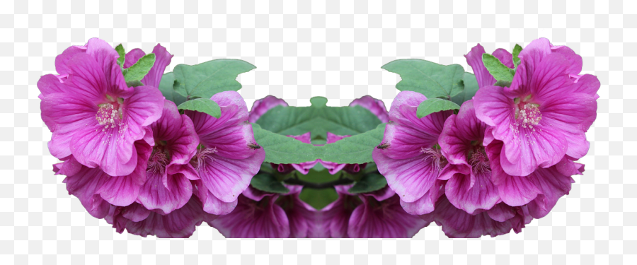 Lavatera Shrub Png Plant Flower - Png,Shrub Png