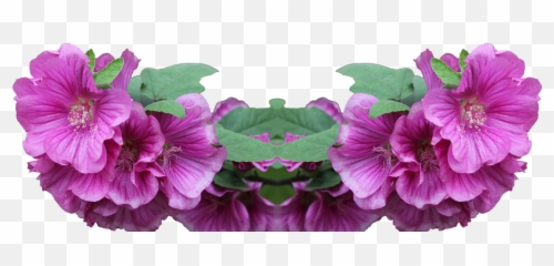 Lavatera Shrub Png Plant Flower