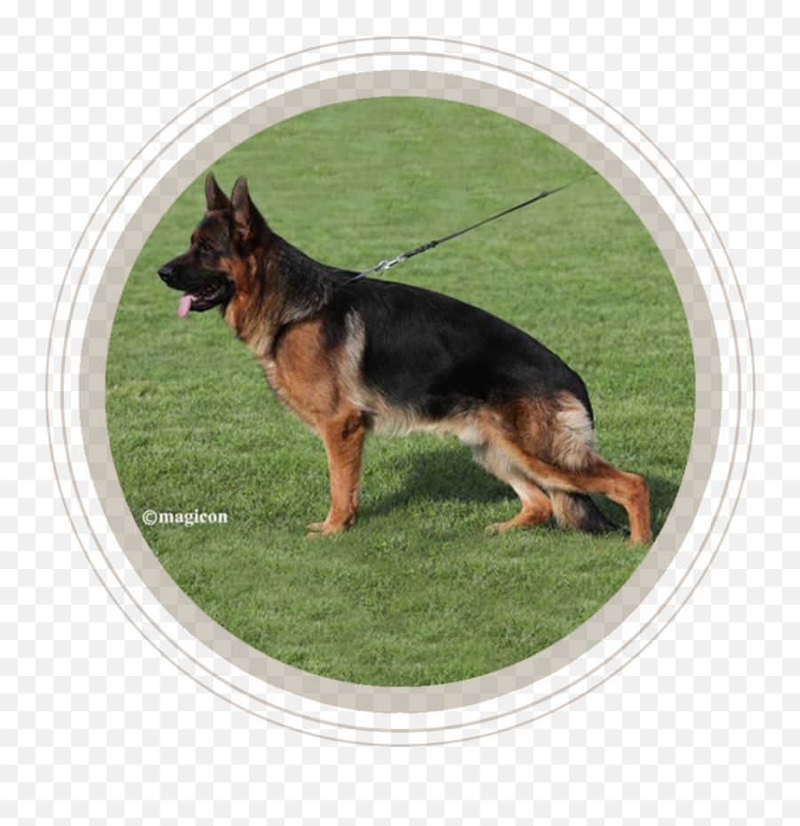 Puppies German Shepherd Png Image With - Old German Shepherd Dog,German Shepherd Png