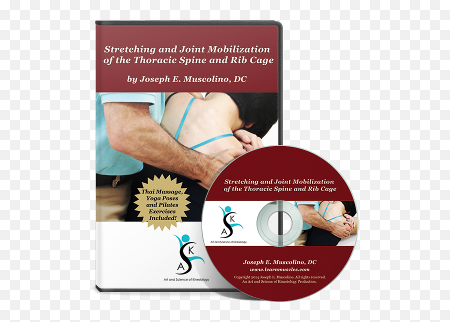 Rib Cage Archives - Learn Muscles Spine Stretch Dvd Png,Rib Cage Png
