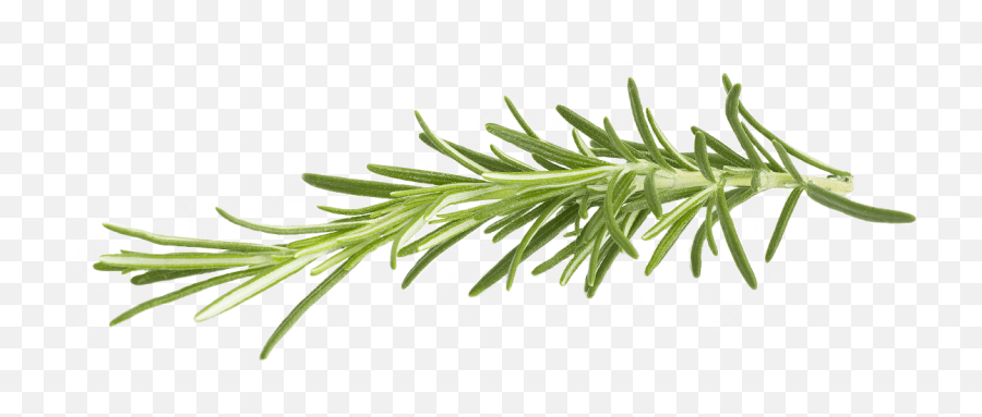 Rosemary Transparent Png - Rosemary Png,Rosemary Png