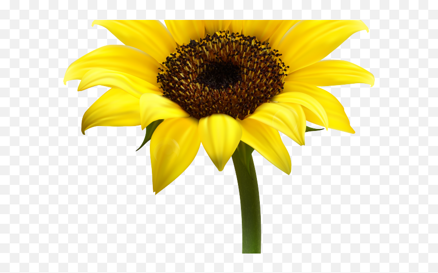 Sun Flower Clipart Png - Flower And Candle Breathing,Sunflower Clipart Png