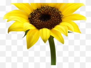 Free Free 134 Border Clipart Sunflower Png SVG PNG EPS DXF File