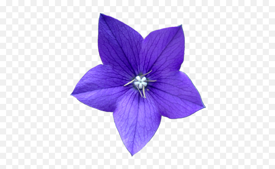 Drawing Simple Purple Flower 2 Green Stock Vector Royalty Free 1505954240   Shutterstock