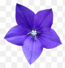 Purple Flower Tumblr Png Image - Blue Violet Flower Drawing,Purple Flowers Png
