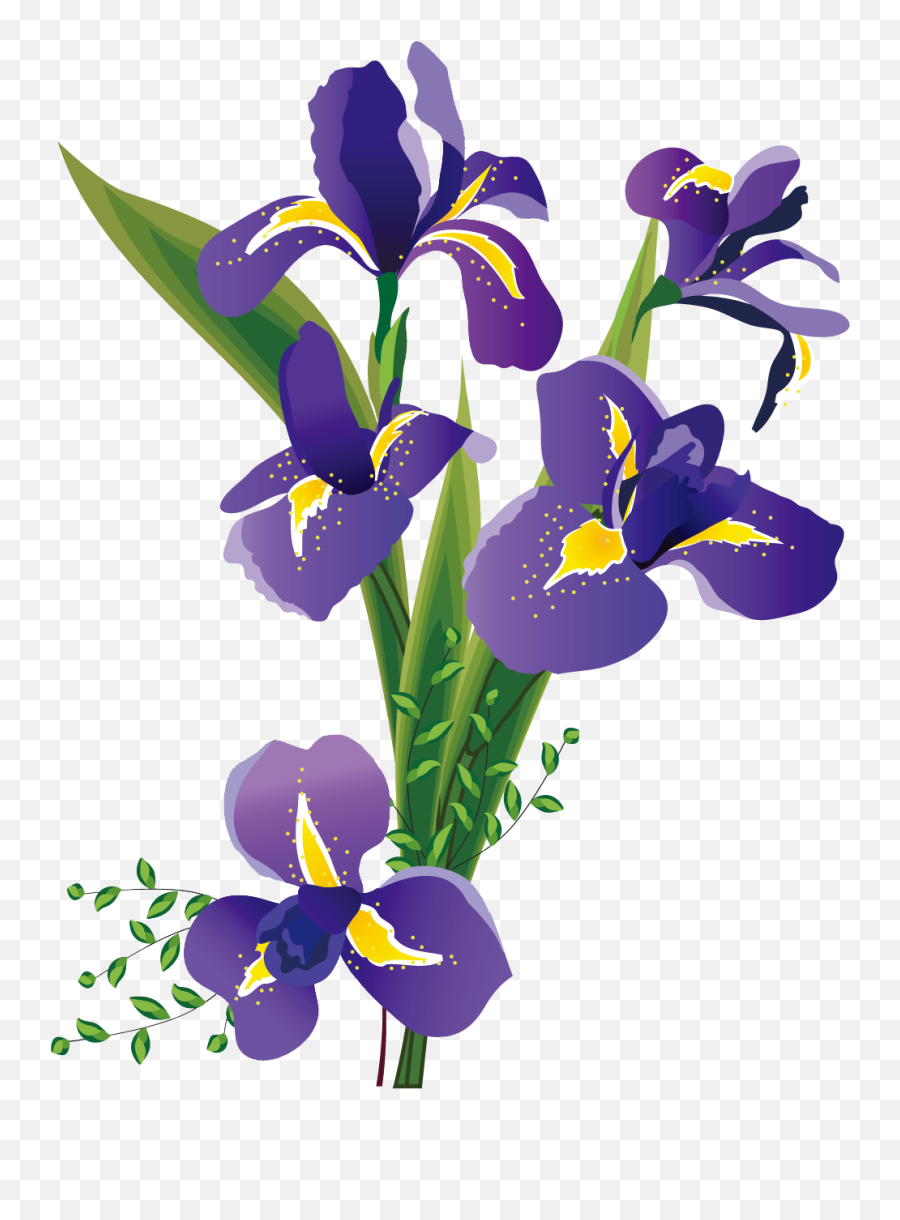 Flower2526png 9861294 Flower Painting Iris Flowers - Iris Sibirica Flower Illustration,Iris Flower Png