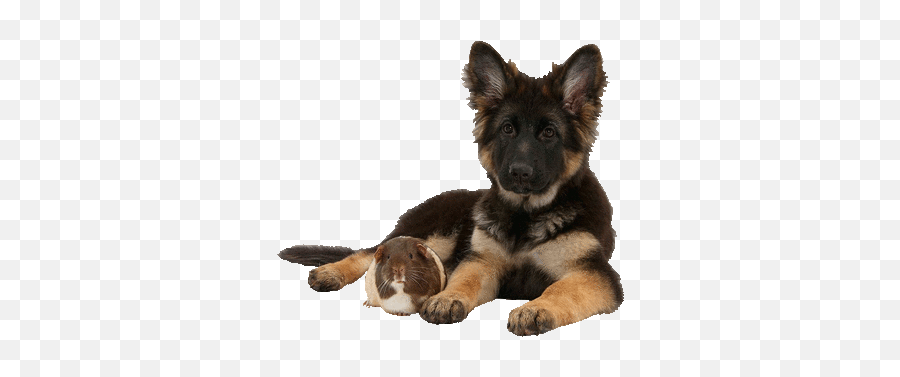 Dog Gif - Soft Png,Transparent Dog Gif