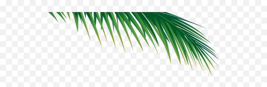 Palm Tree Branch Png Image With No - Palm Tree Branch Png,Palm Branch Png