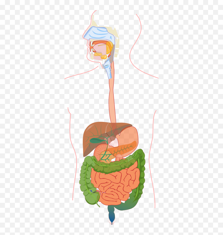 Digestive System - Absorption Distribution Metabolism And Excretion Of Drugs Png,Digestive System Png