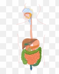 Digestive System - Absorption Distribution Metabolism And Excretion Of Drugs Png,Digestive System Png