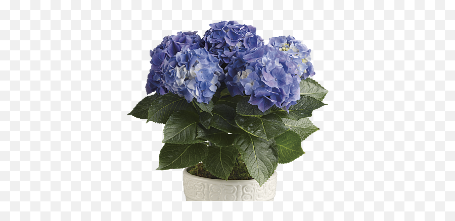 Blue Hydrangea Potted Plant Hd Png - Blue Hydrangea Plant,Lavendar Bush Icon