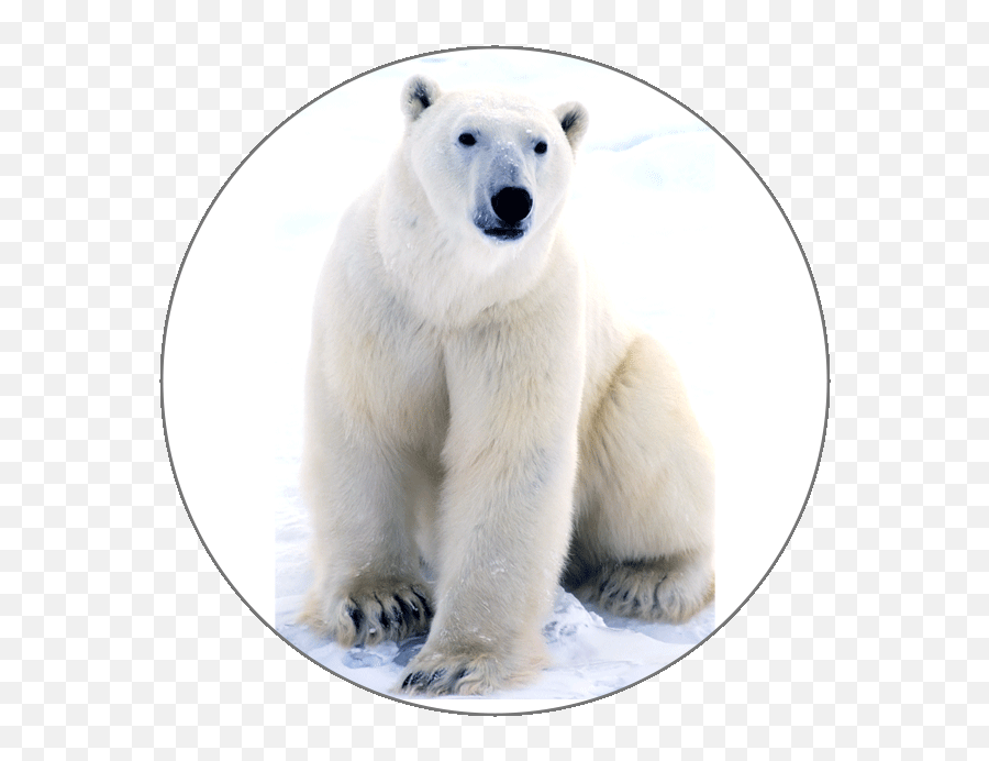 Learn French Alphabets - Polar Bear Near The Arctic Circle Png,Polar Bear Icon