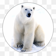 Learn French Alphabets - Polar Bear Near The Arctic Circle png