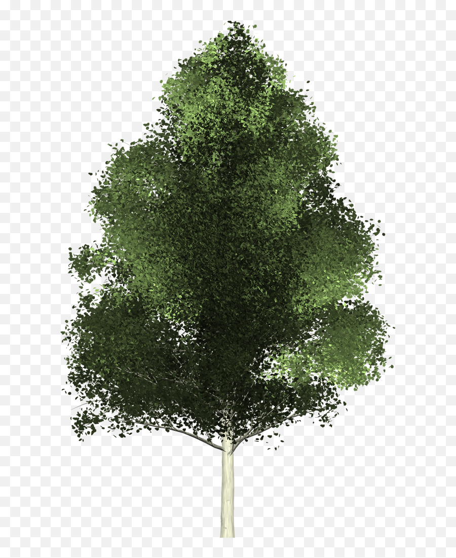 Evergreen Tree Png - Tree From Above Transparent,Tree From Above Png