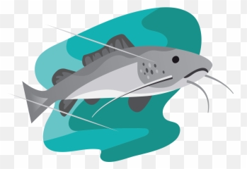 Illustrations Bryan Spear Airfield Falls Conservation Park - Catfish png