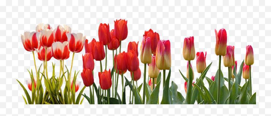 Tulip Download Png Image - Row Of Flowers Png,Tulip Transparent