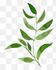 Our Team - Crop Twig png
