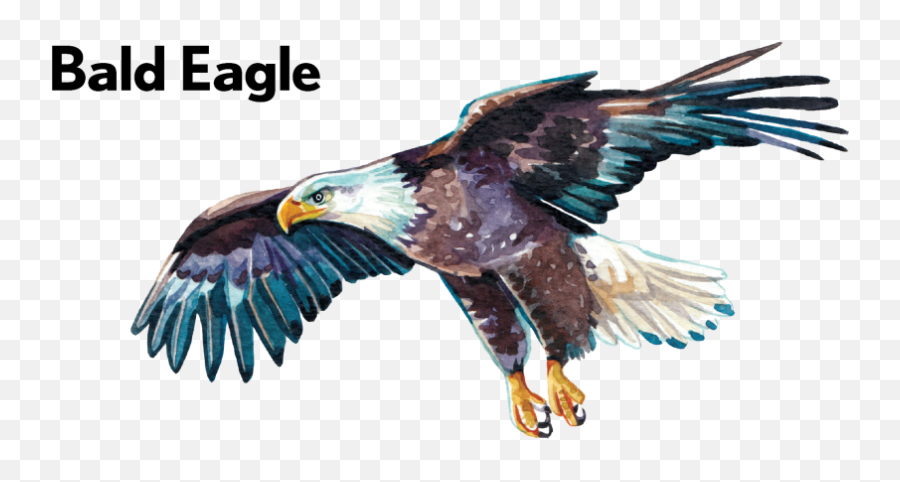 Bald Eagle - 01 Bay Of Quinte Tourism Hawk Png,Bald Eagle Transparent