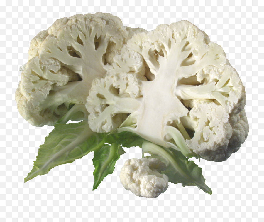 Cabbage Png Free Image Download 10 - Califlower Png,Cabbage Png