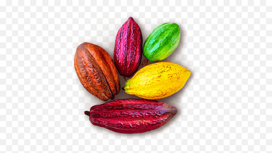 Colourful Cocoa Pods - Cacao Colores Png,Tide Pod Transparent Background