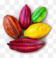 Colourful Cocoa Pods - Cacao Colores Png,Tide Pod Transparent Background
