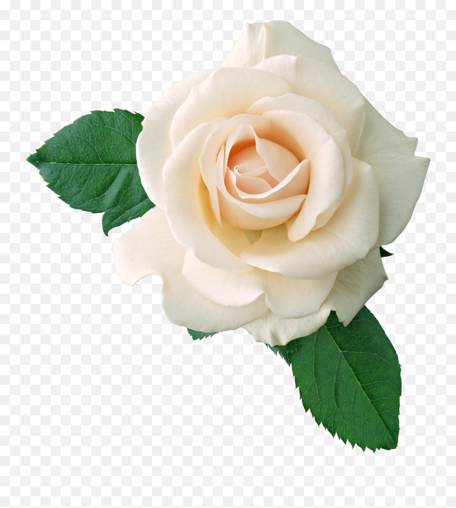Red Rose Transparent Png - Stickpng White Flowers Transparent Background,Red Rose Png