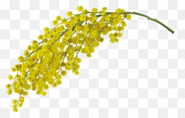 Mimosa Floral Wax Organic 16 Oz - Mimosa Png,Mimosa Png
