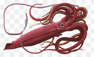 Real Squid Transparent Free Png Play - Png