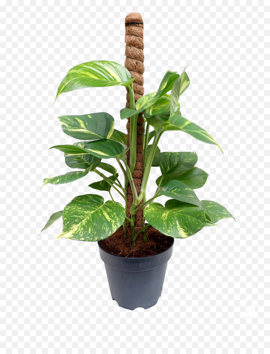 Money Plant Tall - Totem Pole For Plants Png,Money Tree Png