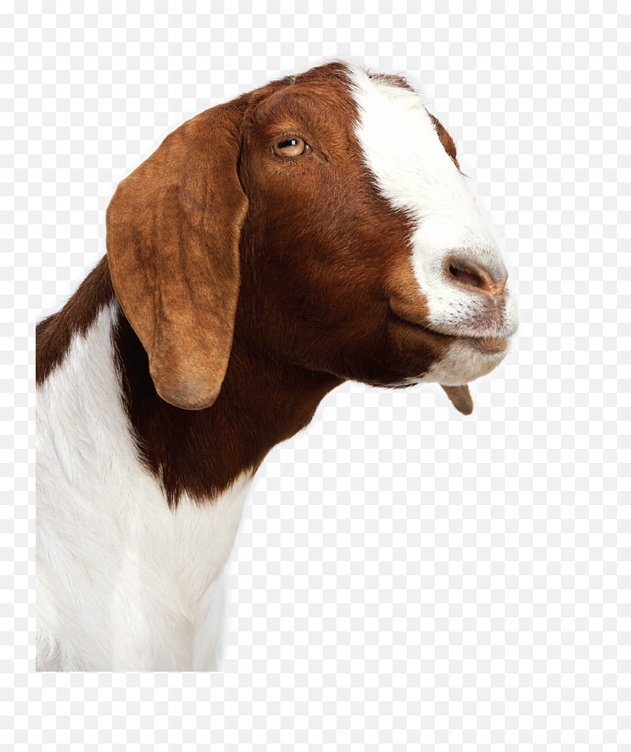 Goat Transparent Background Png - White Anglo Nubian Goat,Goat Transparent Background