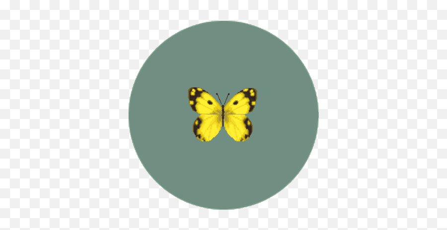 Yellow Butterfly Animal Crossing Wiki Fandom - Colias Hyale Png,Yellow Butterfly Png