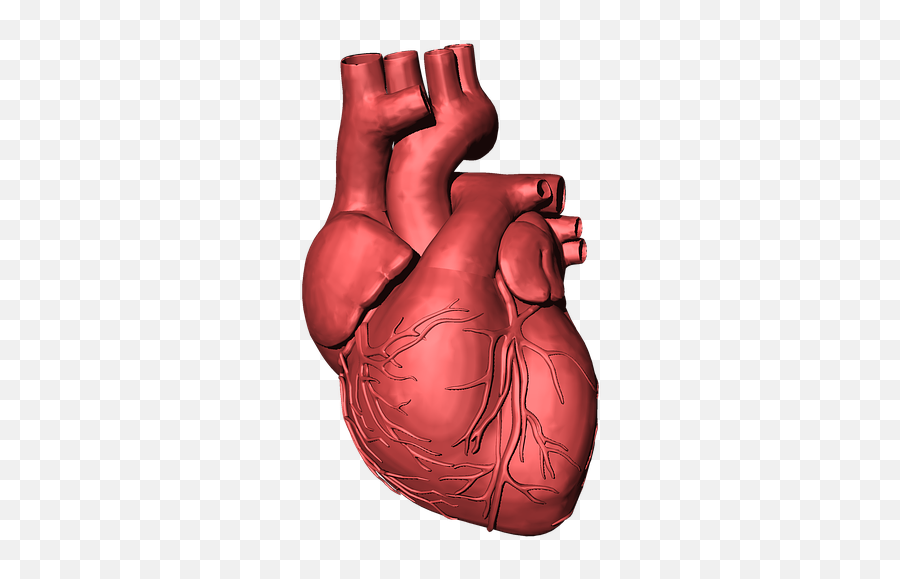 Heart Organ Png 5 Image - 3d Human Heart Png,Heart Organ Png
