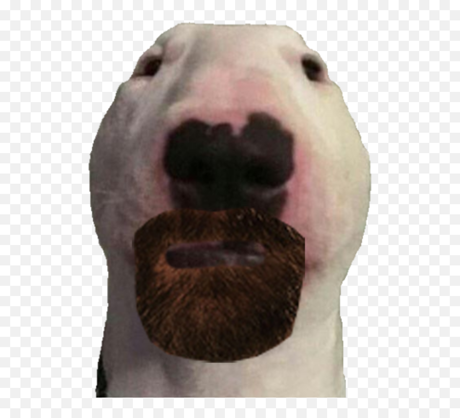 Ironic Doge Memes - Walter Dog Png,Walter White Png