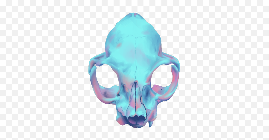Download Hd Transparent Skull Tumblr - Cat Skull Tumblr Human Skeleton Png,Skull Transparent
