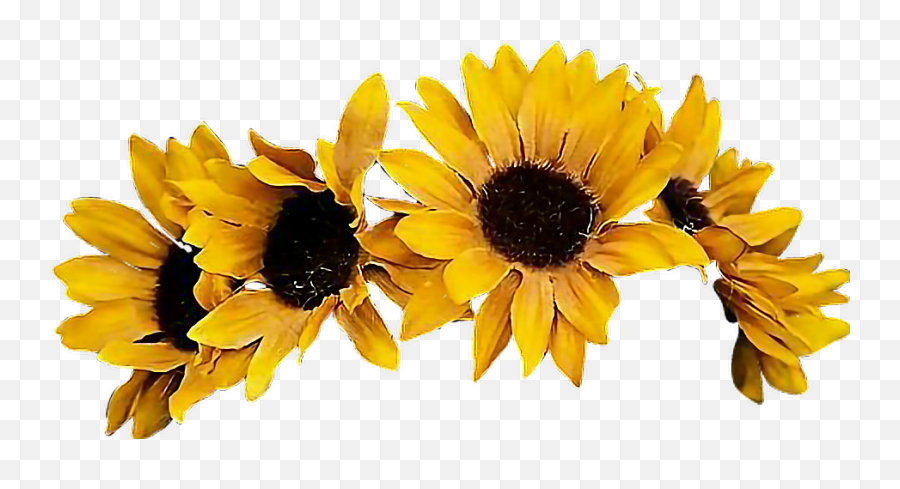 Download Sunflower Flowercrown Coronadeflores Flowers - Transparent Background Flower Crown Png,Flower Crown Transparent