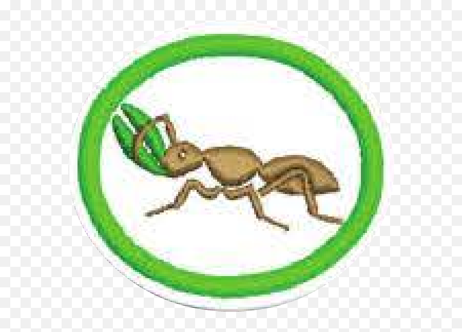 Fileantspng - Pathfinder Wiki Ant,Ants Png