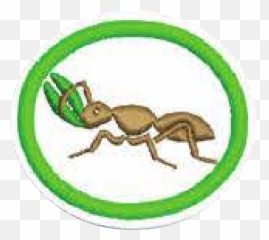 Fileantspng - Pathfinder Wiki Ant,Ants Png