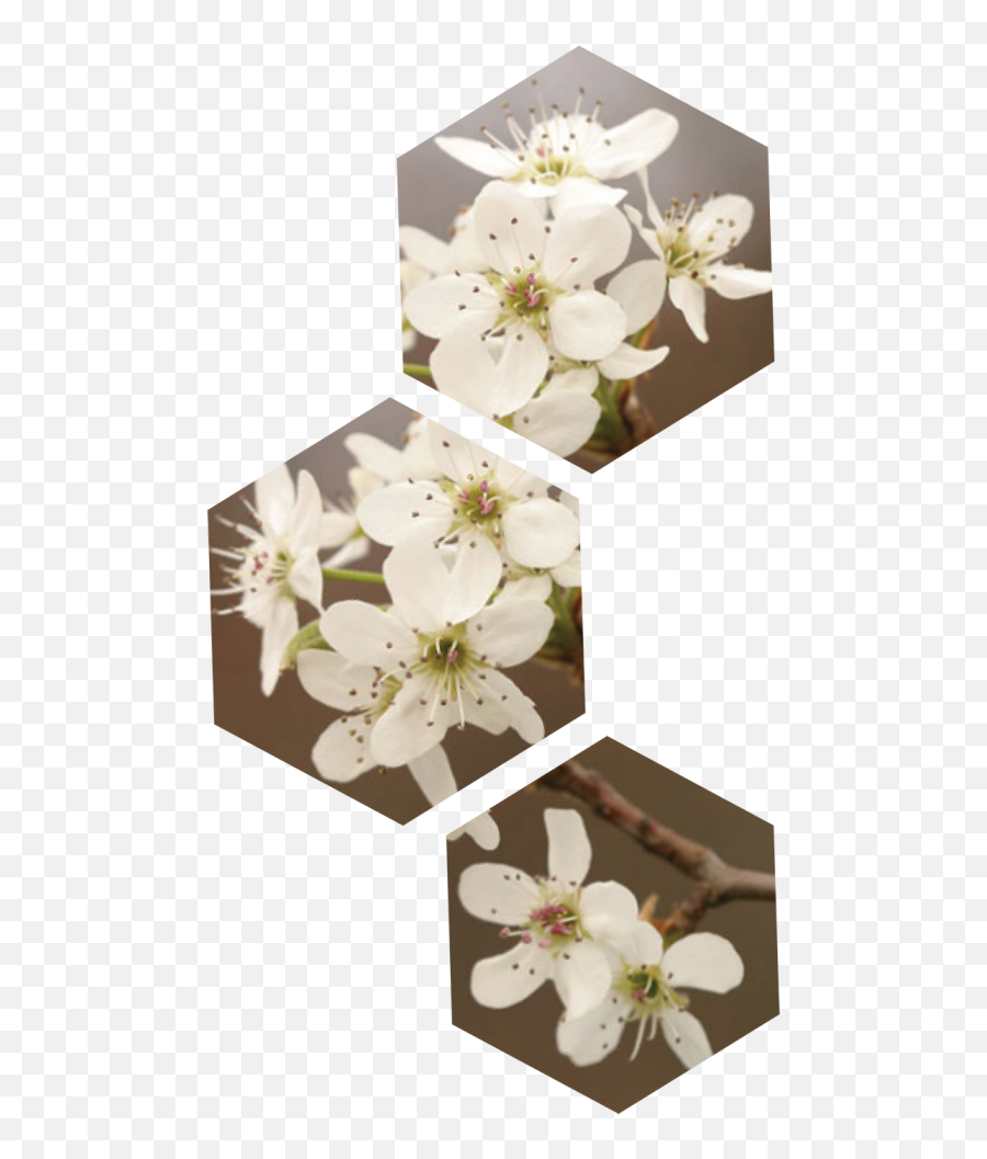 Dogwood Tree Png - Pear Blossom Flower,Dogwood Png