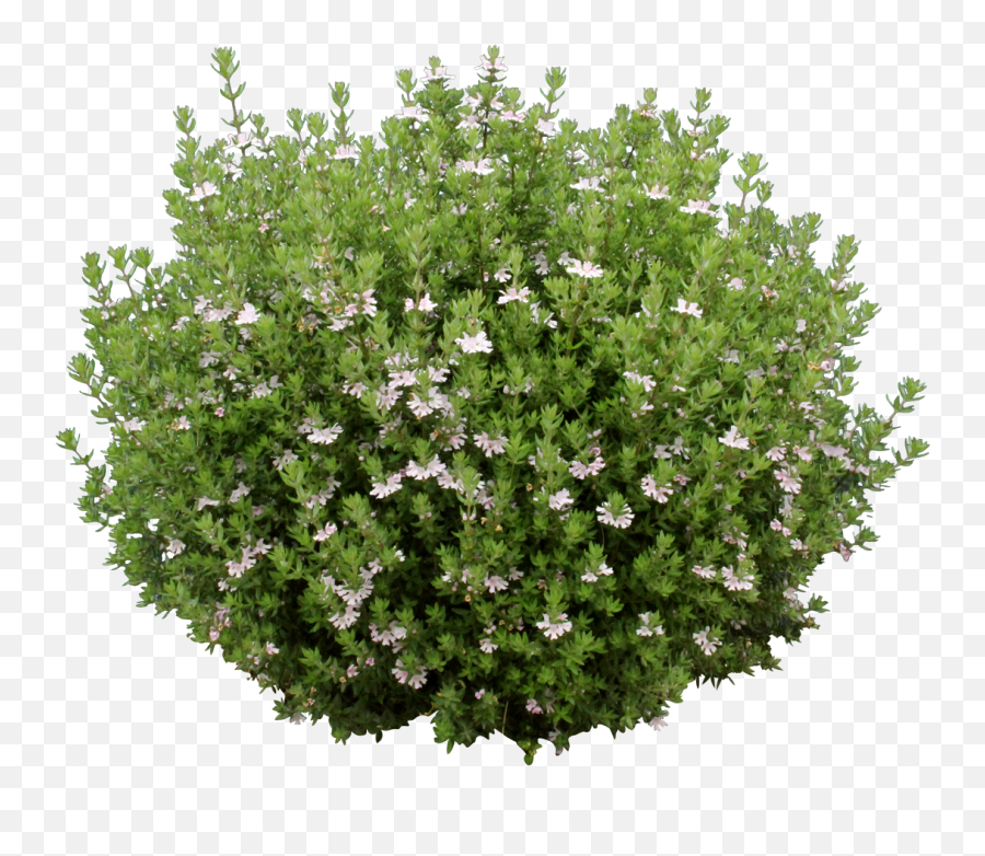 Download Ozbreed Aussie Box - White Shrub Png,Ground Cover Png