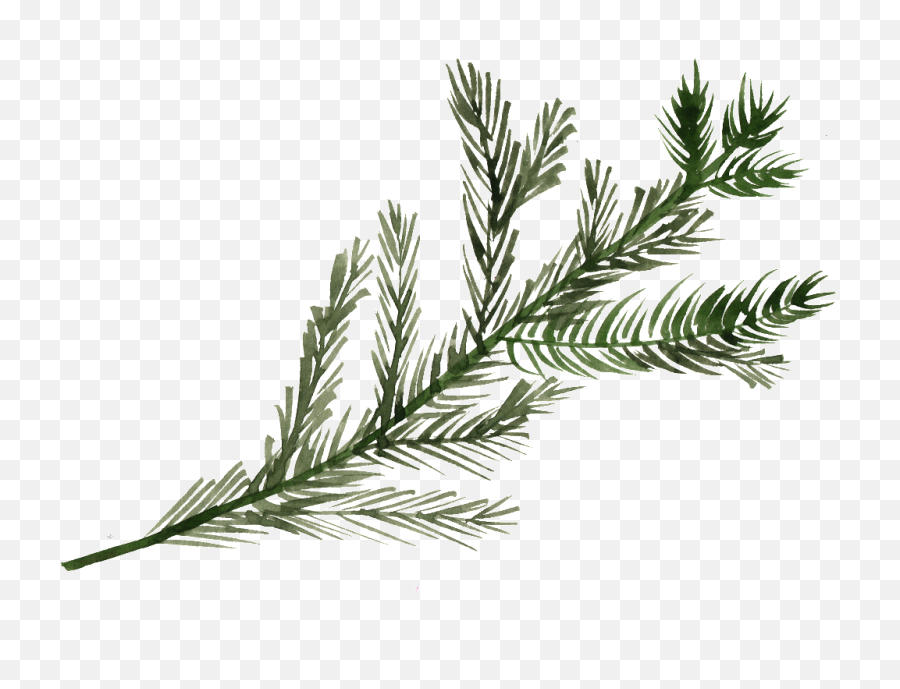 Pine Tree Branch Png Free Download - Pine Tree Branch Png,Watercolor Tree Png
