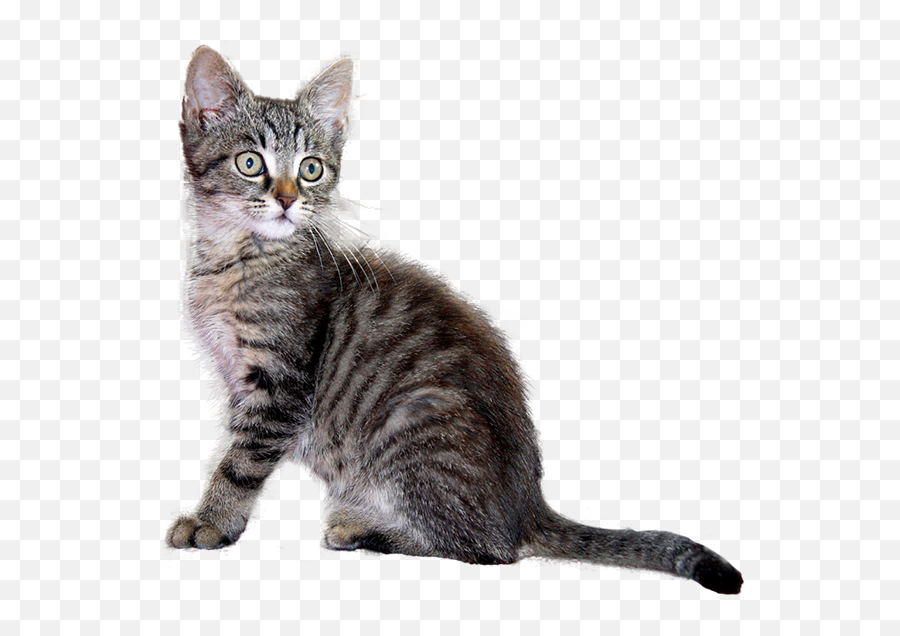 Gray Kitten - Kitten Cutout Png,Kitten Png
